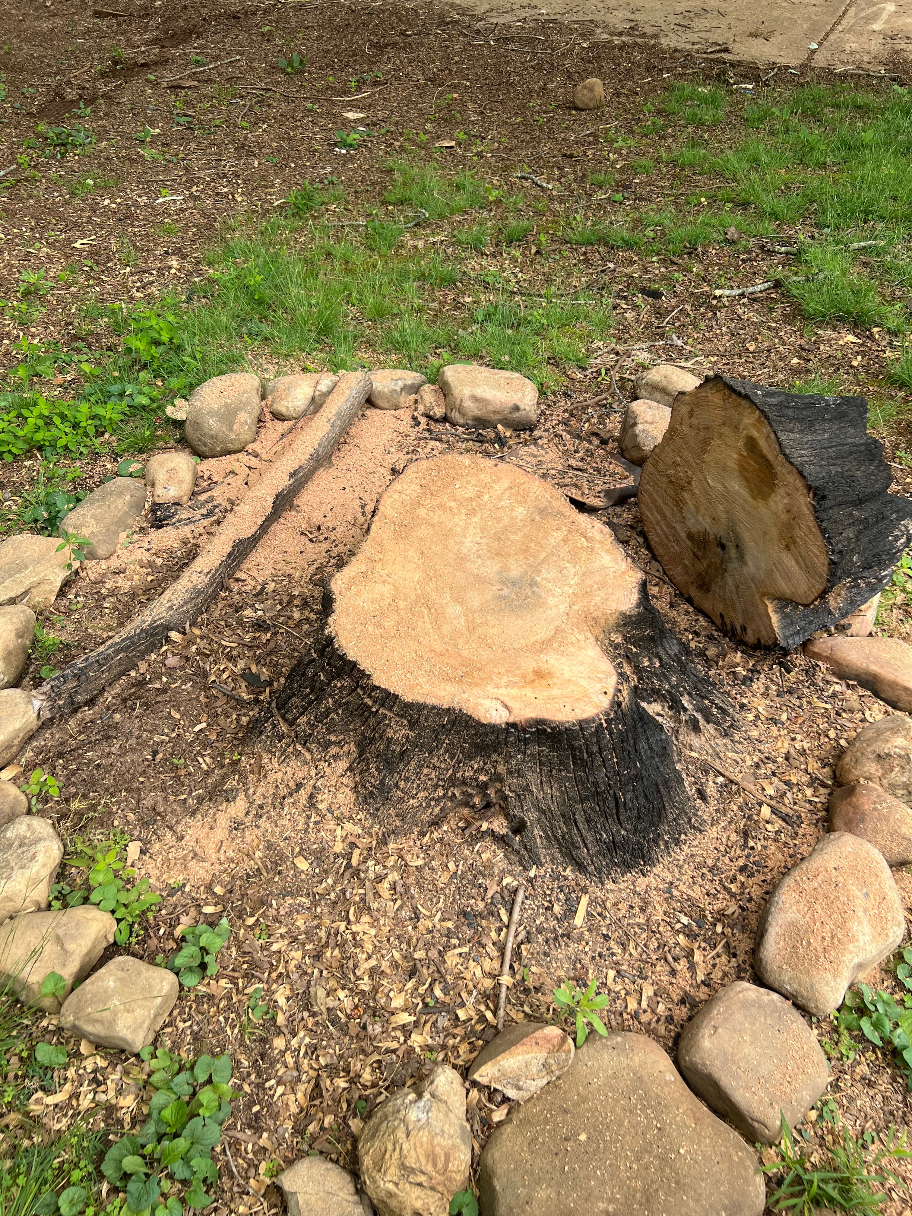 Root Tracing & Removal in Chattanooga, TN by Stump Stewards