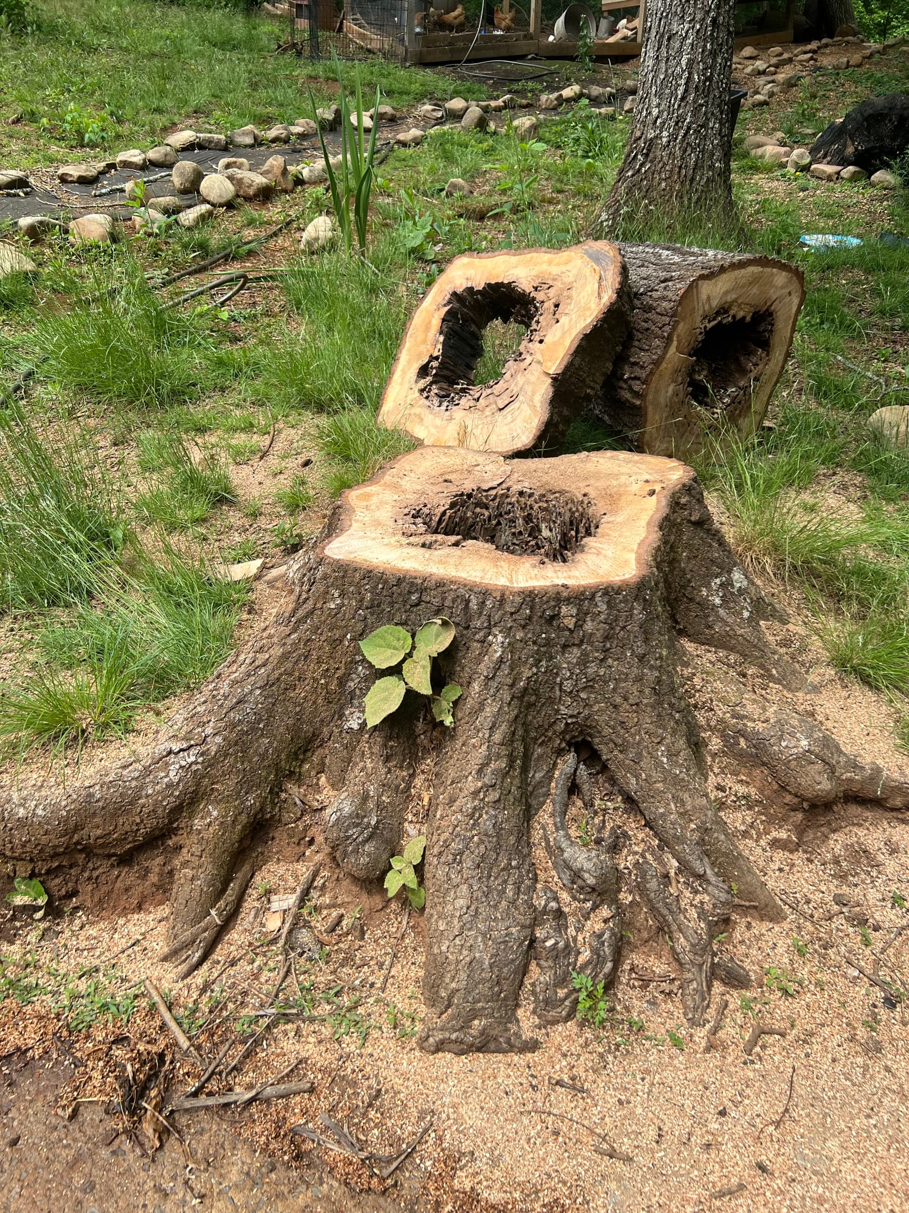 High-horsepower wheeled arborist stump grinder completing a deep sub-surface root pulverization in Hamilton County, TN