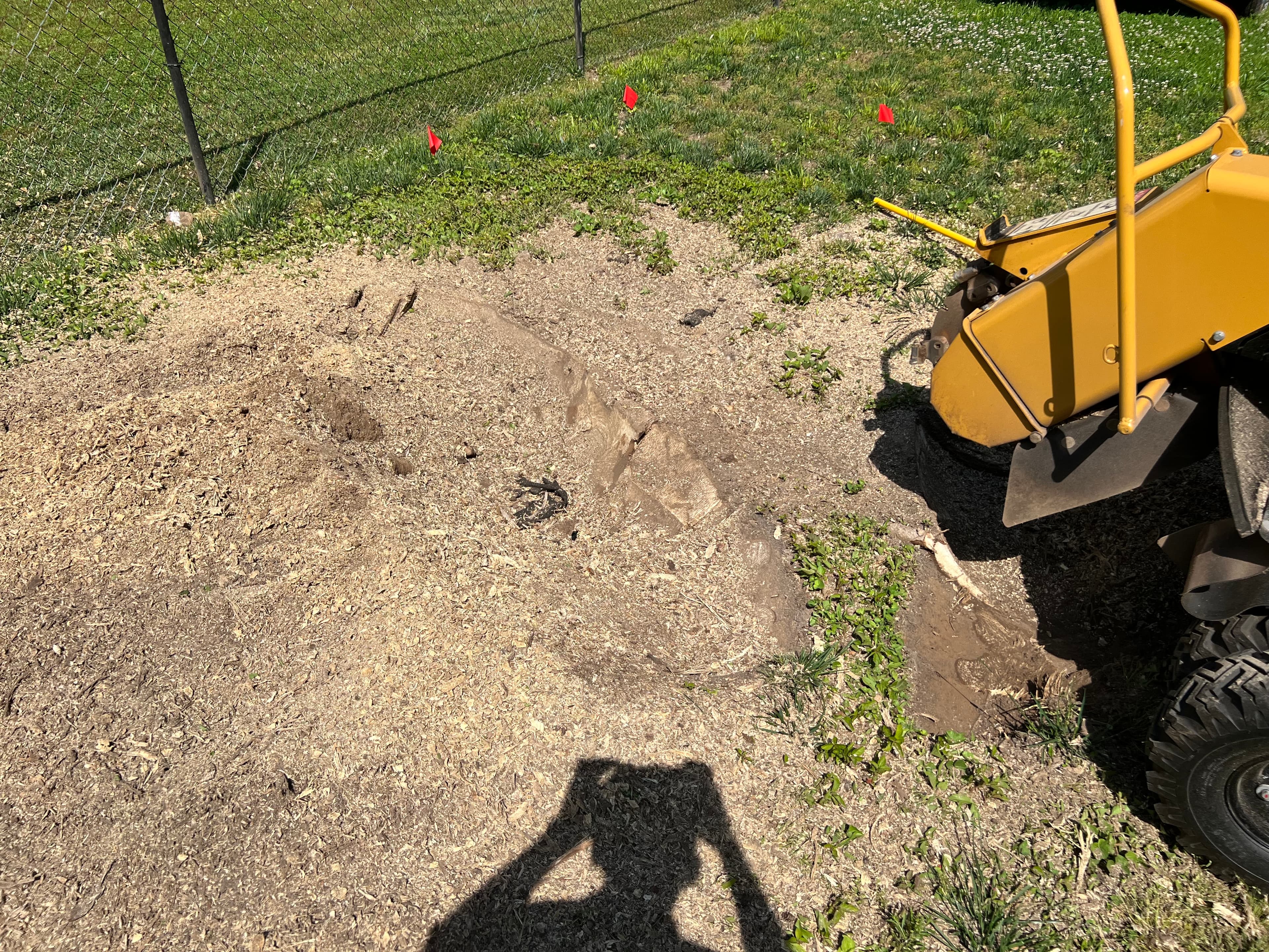 Stump Stewards professional arborist team grinding a massive tree stump near a driveway in Chattanooga, TN