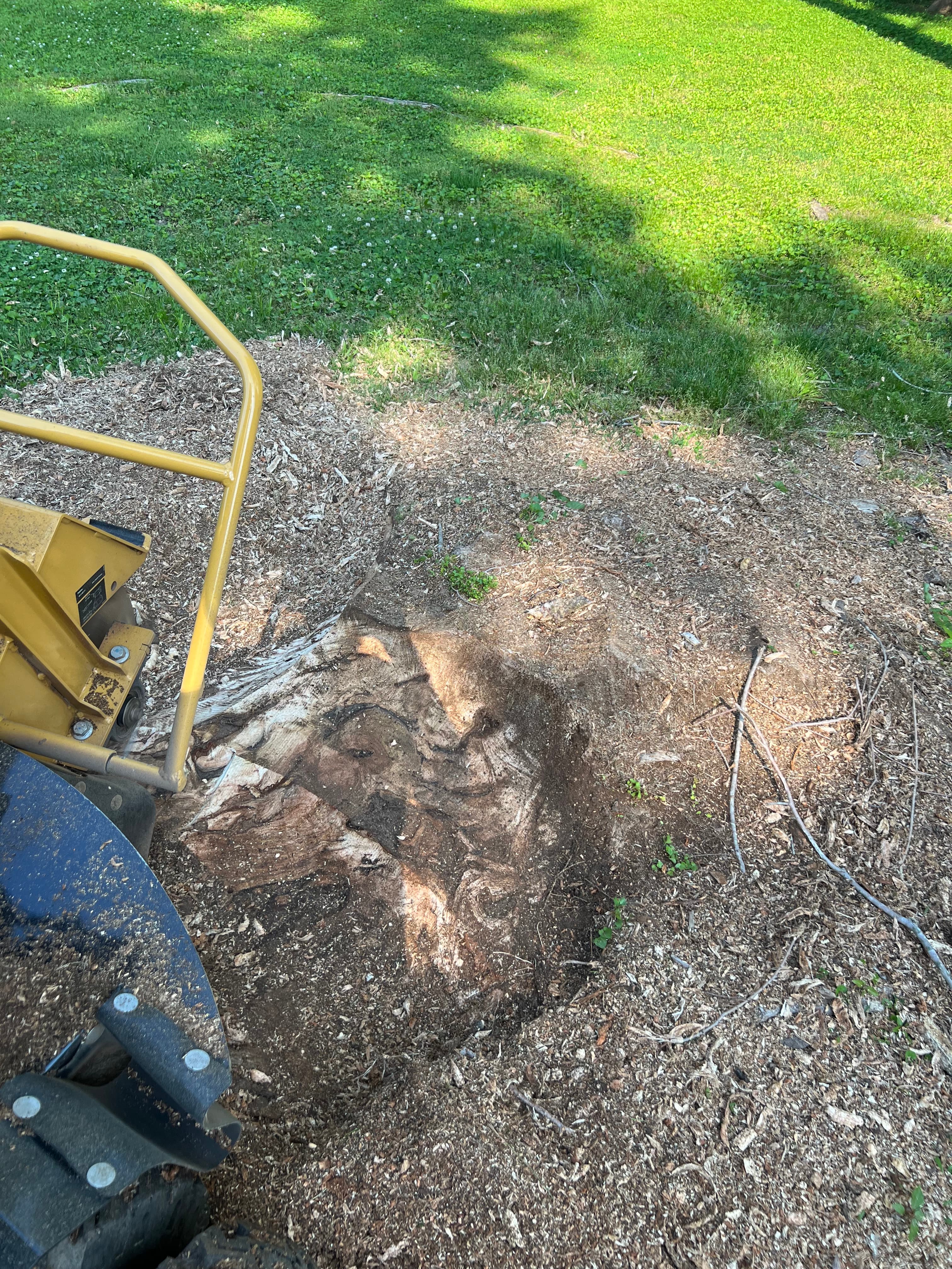 Stump Stewards compact wheeled stump grinder maneuvering on Zoysia turf to grind sweetgum stump root flares in Ooltewah, TN