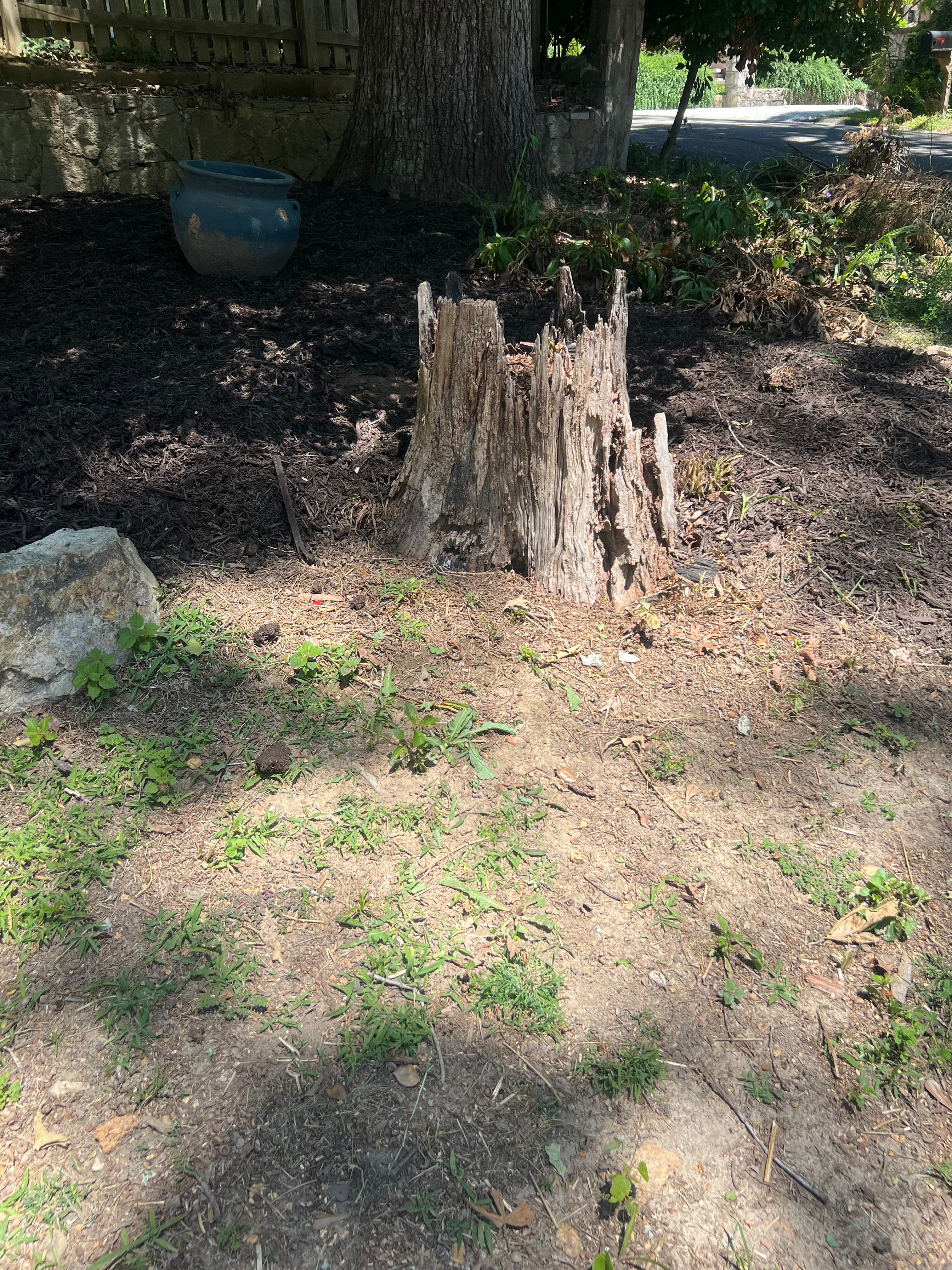Hazardous surface roots and stump before grinding