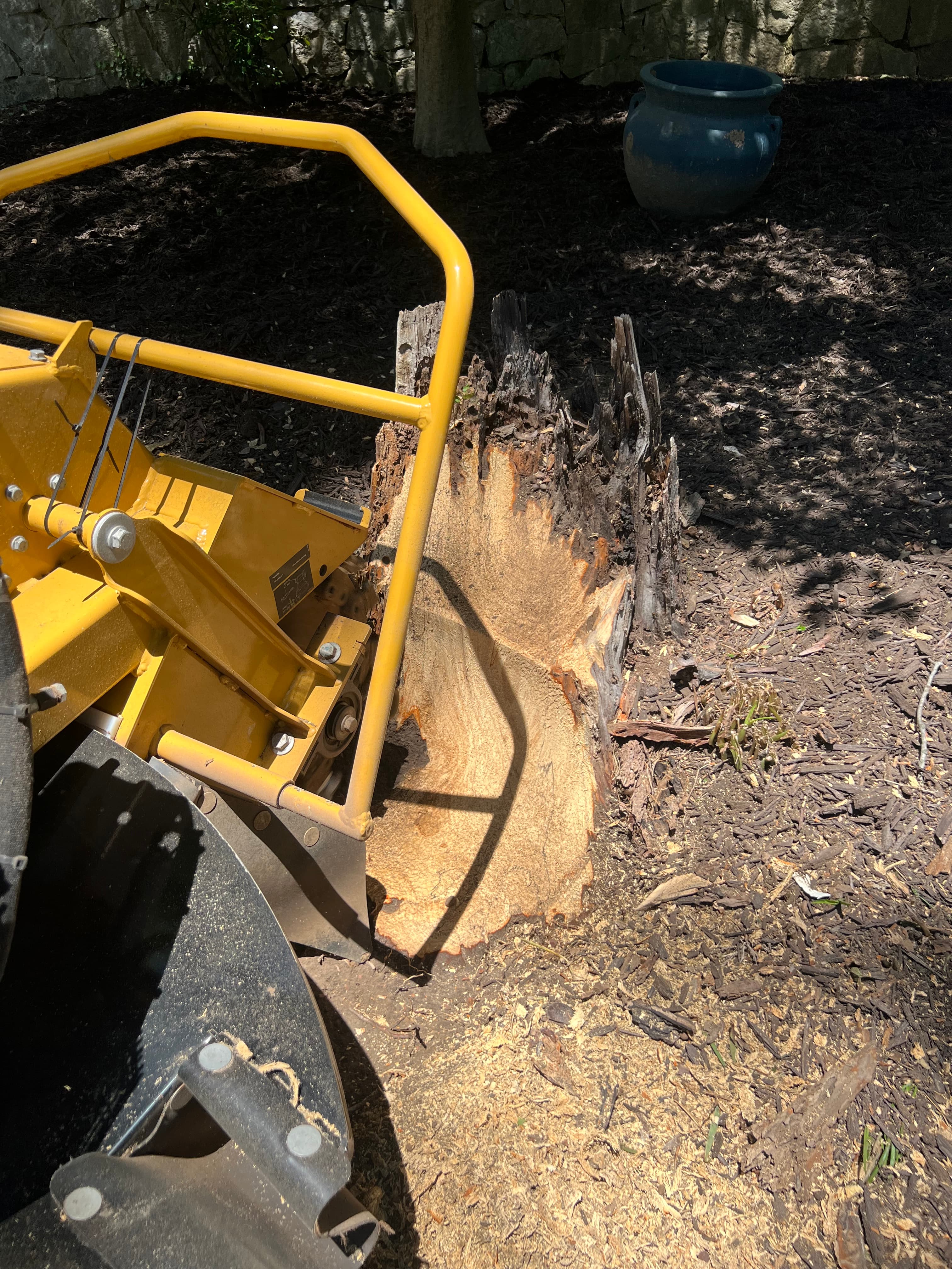 Stump Stewards compact wheeled arborist grinder tracing surface oak roots below grass level in Hixson, TN